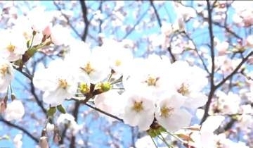 【速報】日本三大夜桜「高田城址公園」が満開に　平年より6日早く…　次の週末は桜吹雪のお花見も　新潟