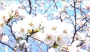 【速報】日本三大夜桜「高田城址公園」が満開に　平年より6日早く…　次の週末は桜吹雪のお花見も　新潟