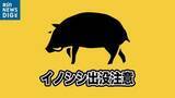 「越路中学校近くで体長1mのイノシシ1頭の目撃情報　周辺では16日にもイノシシが…　新潟・長岡市」の画像1