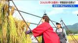 「『米山プリンセス』めざして 猛暑対策への効果は？コシヒカリ早期栽培実験の稲刈り　新潟・柏崎市」の画像1