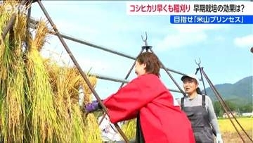 『米山プリンセス』めざして 猛暑対策への効果は？コシヒカリ早期栽培実験の稲刈り　新潟・柏崎市