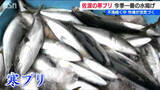 「「久しぶりの大漁でいいスタートが切れた」不漁続きだった冬の味覚『寒ブリ』今季“一番の水揚げ”に港は活気づく　新潟・佐渡市」の画像1