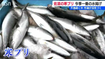 「久しぶりの大漁でいいスタートが切れた」不漁続きだった冬の味覚『寒ブリ』今季“一番の水揚げ”に港は活気づく　新潟・佐渡市