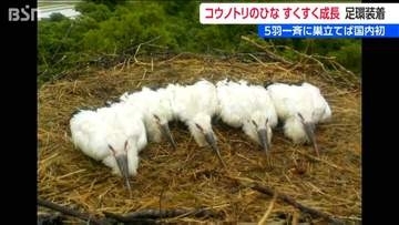 5羽が一斉に巣立てば国内初【国の特別天然記念物】コウノトリのひなスクスクと　新潟県上越市