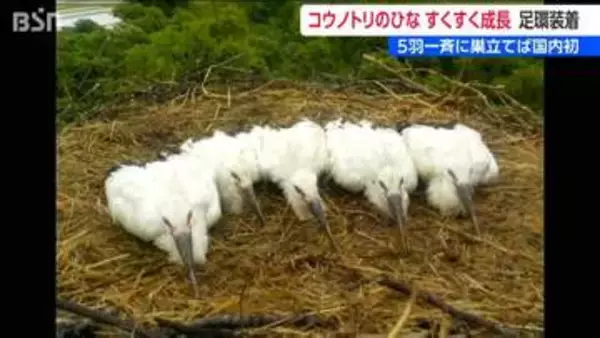 5羽が一斉に巣立てば国内初【国の特別天然記念物】コウノトリのひなスクスクと　新潟県上越市