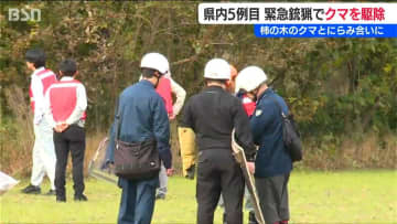 「落ちた実はきれいに食べられていた」柿の木のクマと“にらみ合い”県内5例目の『緊急銃猟』新潟県五泉市