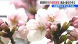 「上越市の桜は明日？【ソメイヨシノ】新潟市では過去4番目の早さの『開花宣言』」の画像1