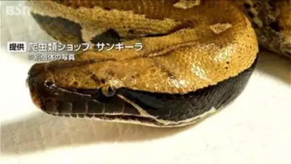 ホームセンターから脱走した全長1m超のヘビ 臨時休業で捜索もいまだ見つからず　新潟・上越市