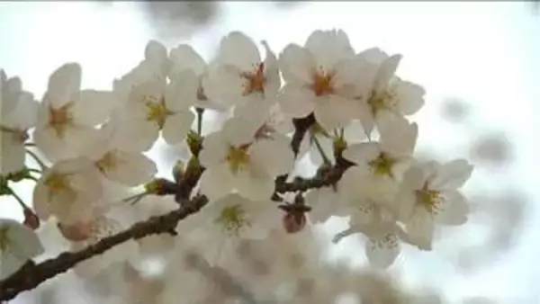 満開の知らせ続々と【お花見“名所”ランキング】第2位は『弥彦公園』！では第1位は？ 新潟県