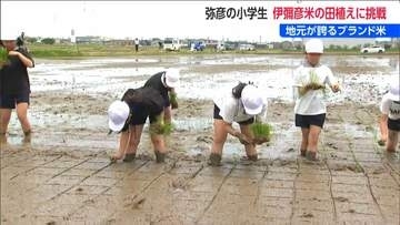 児童が地元が誇るブランド米『伊彌彦米（いやひこまい）』田植え体験　「泥にまみれ難しかった…」新潟・弥彦村