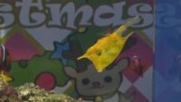 トナカイフグや白ヒゲサンタのような魚が「クリスマス水槽」に　「しまね海洋館アクアス」で展示