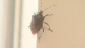 紅葉が見ごろになると現れる”やっかいもの”「匂いがあると活動に支障をきたしてしまう」冬支度始まった山間の施設で苦闘続く…地元で使う手作り捕獲器とは