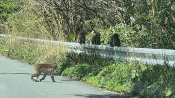 最大30匹「ニホンザルの群れ」が小学校近くに連日出没、児童も多数目撃　パトカーの前を通り過ぎる…子ザルが民家からタマネギを大事そうに抱えて逃げる…住民は「70年ほどここにいるけど初めて」