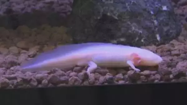 ウーパールーパーの正式名称は？　イモリとサンショウウオの特別展　島根県出雲市のゴビウスで開催