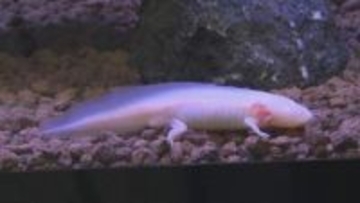 ウーパールーパーの正式名称は？　イモリとサンショウウオの特別展　島根県出雲市のゴビウスで開催