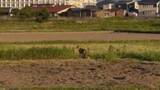 「なぜ？住宅街に「キツネ」出没…過去にはドッグランに現れたことも　背景に「毛皮ブーム」の終焉か　可愛いけれど“感染症の運び屋”…「SFTS」「エキノコックス」リスク・対策は？」の画像1