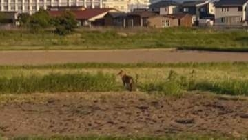 なぜ？住宅街に「キツネ」出没…過去にはドッグランに現れたことも　背景に「毛皮ブーム」の終焉か　可愛いけれど“感染症の運び屋”…「SFTS」「エキノコックス」リスク・対策は？