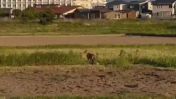 なぜ？住宅街に「キツネ」出没…過去にはドッグランに現れたことも　背景に「毛皮ブーム」の終焉か　可愛いけれど“感染症の運び屋”…「SFTS」「エキノコックス」リスク・対策は？
