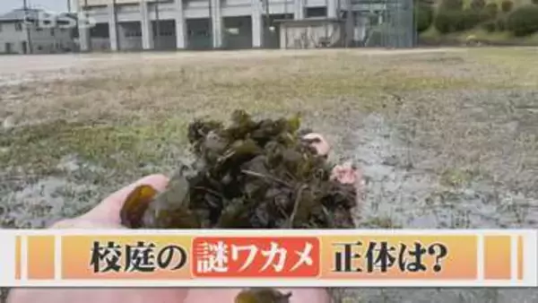 【謎ワカメ】校庭でよく見る「ワカメみたいな謎の物体」…正体は？　「コリコリ、無味無臭」実は食べられる？