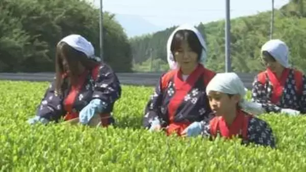 八十八夜の5月2日　新茶の初摘会　島根県出雲市で一番茶の収穫始まる