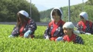 八十八夜の5月2日　新茶の初摘会　島根県出雲市で一番茶の収穫始まる