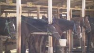 「年間7000頭生産されるということは、7000頭が引退している」競走馬が”第2の人生”迎えるため再調教…「乗馬センター」にも物価高騰が直撃、苦悩　引退馬ピンチ