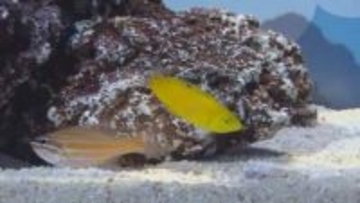 しまね海洋館アクアス　ゴールデンウィークにちなんだ季節の水槽展示