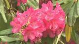 「例年より開花が早まる　恒例の「しゃくなげ祭り」　ヒルゼン高原センターで開催」の画像1