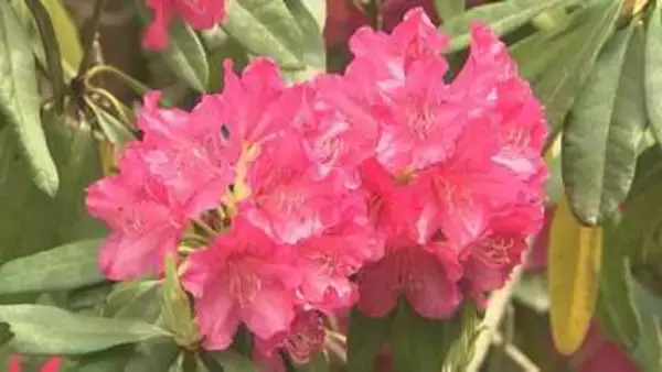 例年より開花が早まる　恒例の「しゃくなげ祭り」　ヒルゼン高原センターで開催