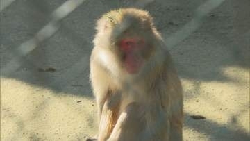 公園のサルの頭数削減を巡る贈収賄事件…現職の市議会議員を収賄の罪で追起訴