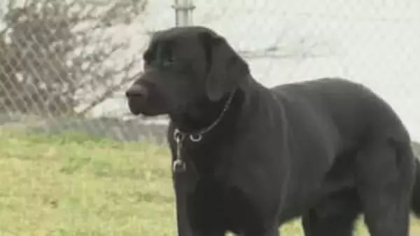 “シェパード”だけじゃない…17代目にして島根初「ラブラドールレトリバー」の直轄警察犬誕生　生後11か月・オスの「テン」、特技は？