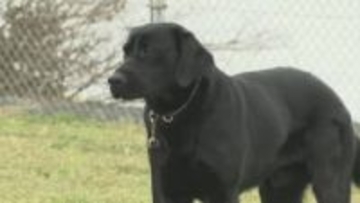 “シェパード”だけじゃない…17代目にして島根初「ラブラドールレトリバー」の直轄警察犬誕生　生後11か月・オスの「テン」、特技は？