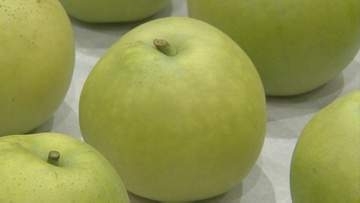 平均糖度と平均重量は過去16年で最高レベル　ハウス二十世紀梨　8月3日の出荷前に査定会　鳥取県北栄町