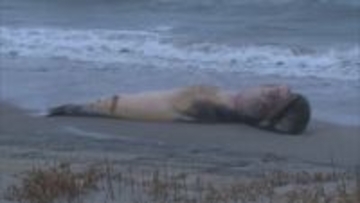 「海岸にクジラかシャチの死体のようなものが打ち上げられている」　体長約7メートルのクジラが漂着…腐敗始まると「爆発する」？　近づくと危険な理由とは？