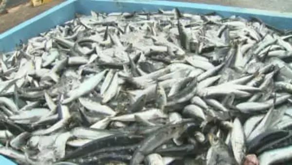 境港　2025年の水揚げ量速報値は12万7000トン超　水揚げ金額は246億円超