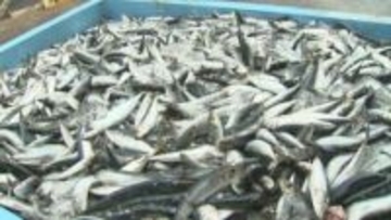 境港　2025年の水揚げ量速報値は12万7000トン超　水揚げ金額は246億円超