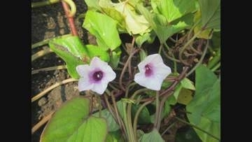 「【かなり珍しい】の3倍ぐらい珍しい」サツマイモの花が３輪咲いた　猛暑・少雨・日陰…偶然に悪条件が重なった奇跡の開花　鳥取県米子市