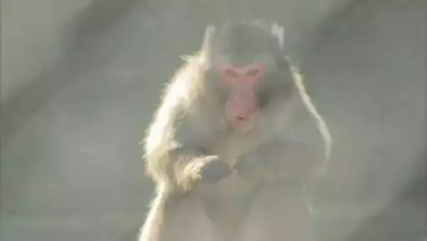 「猿が島」のサルについて、議会で頭数削減する発言をするよう依頼か…100万円受託収賄容疑で現職市議逮捕　サルの数は52匹→37匹に減っている　逮捕の稲田容疑者　人物像は…近所で聞くと