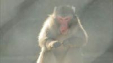 「猿が島」のサルについて、議会で頭数削減する発言をするよう依頼か…100万円受託収賄容疑で現職市議逮捕　サルの数は52匹→37匹に減っている　逮捕の稲田容疑者　人物像は…近所で聞くと