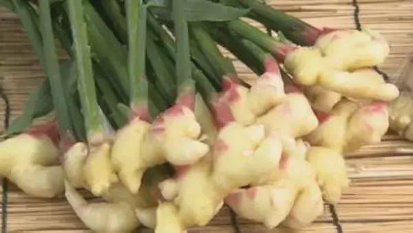 ハウス栽培の「出西しょうが」初出荷　島根県出雲市の斐伊川下流域で栽培の幻のショウガ　今年の出来は？