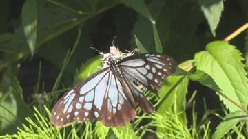 「旅するチョウ」アサギマダラが飛来　フジバカマの花畑に集まる理由は…オスが性フェロモンを生成するため