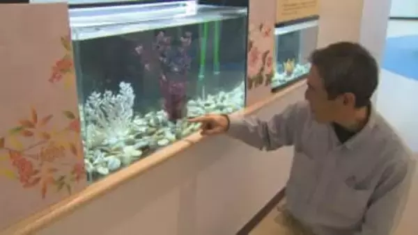 「海の馬＝シーホース」って？ウマのつく生きものたちを展示…オスが出産する”いきもの”って何？「安産祈願のお守りに使われたりします」