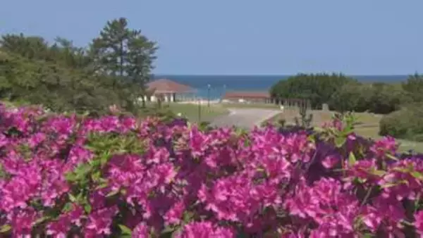 ゴールデンウィーク中が見頃　石見海浜公園のヒラドツツジ