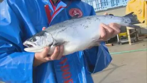 境港サーモン水揚げ始まる　東日本大震災で被災し事業移転　山陰の春の味覚として15年に