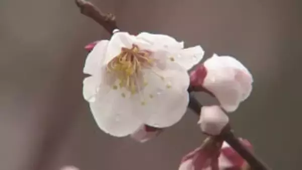 野花梅の花が咲き始める　今月半ばが見ごろ