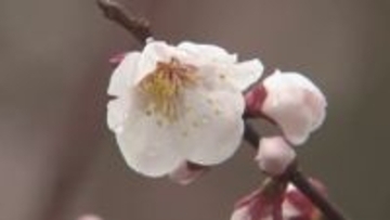 野花梅の花が咲き始める　今月半ばが見ごろ