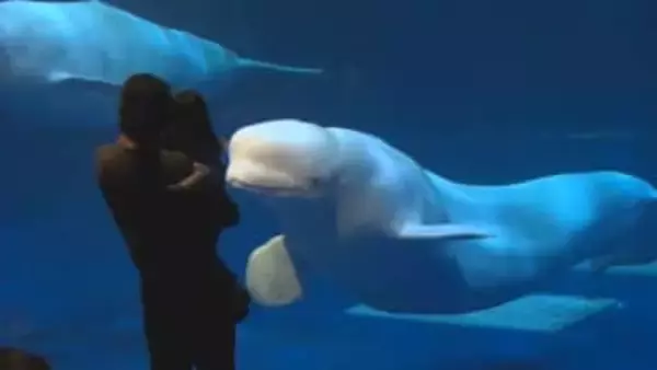 アクアスの「シロイルカ」新パフォーマンスは“会場一体型”　観客の指示に合わせて動くシロイルカに大歓声　2月末まで期間限定の予定