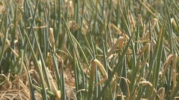 ７５０キロ分の畑が全滅「今回みたいなのは初めて」猛暑と水不足の影響が特産・白ネギに影響「萎凋病」も蔓延…極度の乾燥が要因　鳥取・米子市