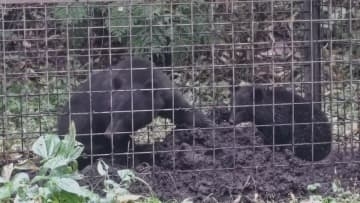 クマ被害多発　クマに襲われ死亡した人数過去最多となるなか…鳥取は今年クマ出没数が85%減　なぜ鳥取は今年クマが出ない？　理由は…