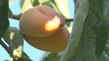 カキ畑で見つかった「奇形果」天狗の鼻か、バナナかのような歪な形「半分以上付いてたりする」…収穫最盛期を迎えて、どうなった？